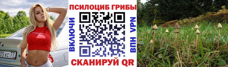 Купить закладки  Кировград  Галлюциногенные грибы Magic Shrooms 